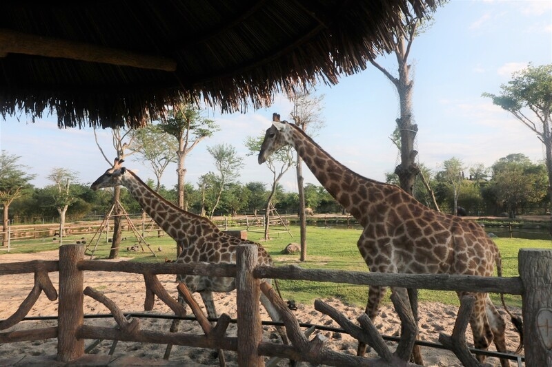 キリンや象に餌やりをしたりして触れ合える