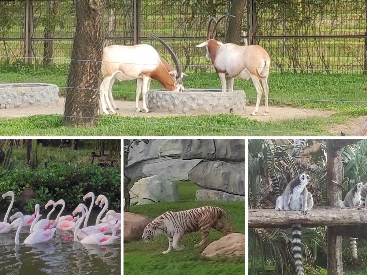 珍しい動物もいたり、自然に近い姿を鑑賞できる