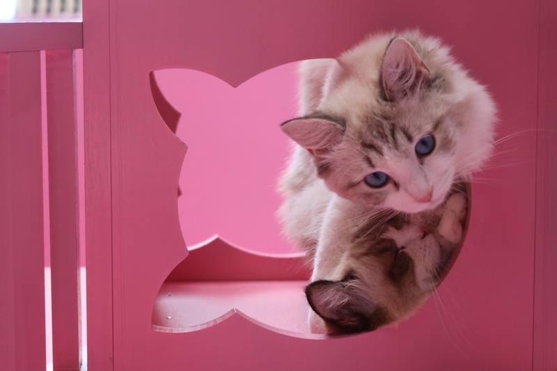 ありのままの猫たちの姿に癒されて