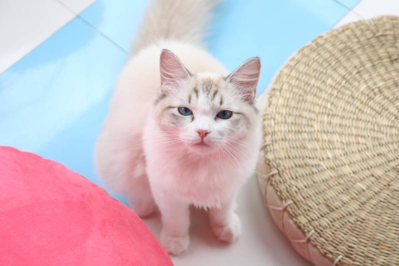 ありのままの猫たちの姿に癒されて