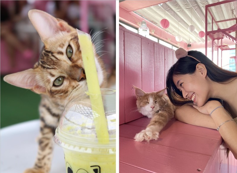 ありのままの猫たちの姿に癒されて