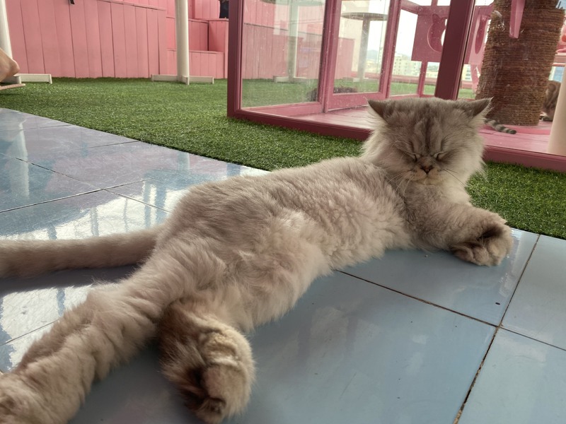 ありのままの猫たちの姿に癒されて