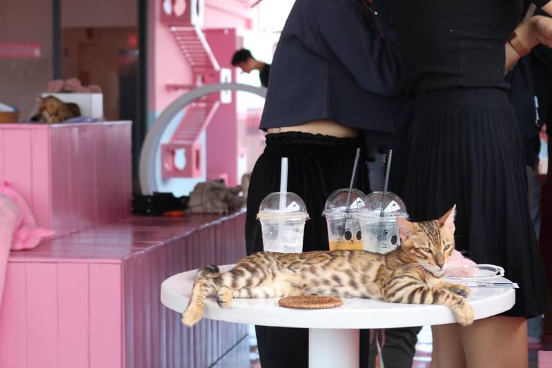 ありのままの猫たちの姿に癒されて