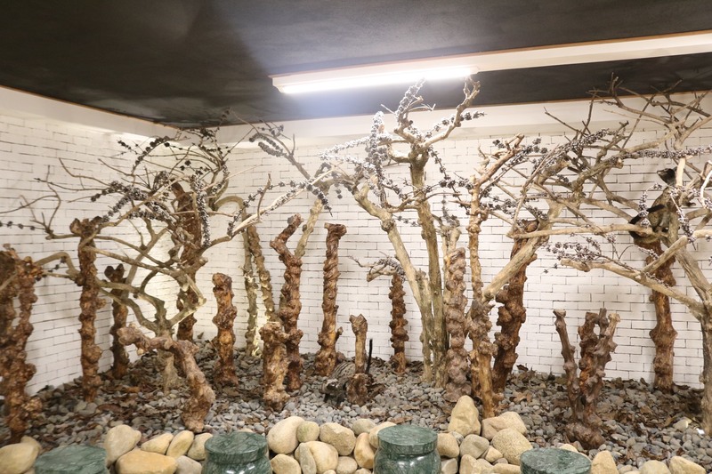 本物の木がオブジェとして飾られています