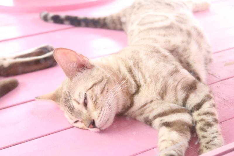 ありのままの猫たちの姿に癒されて