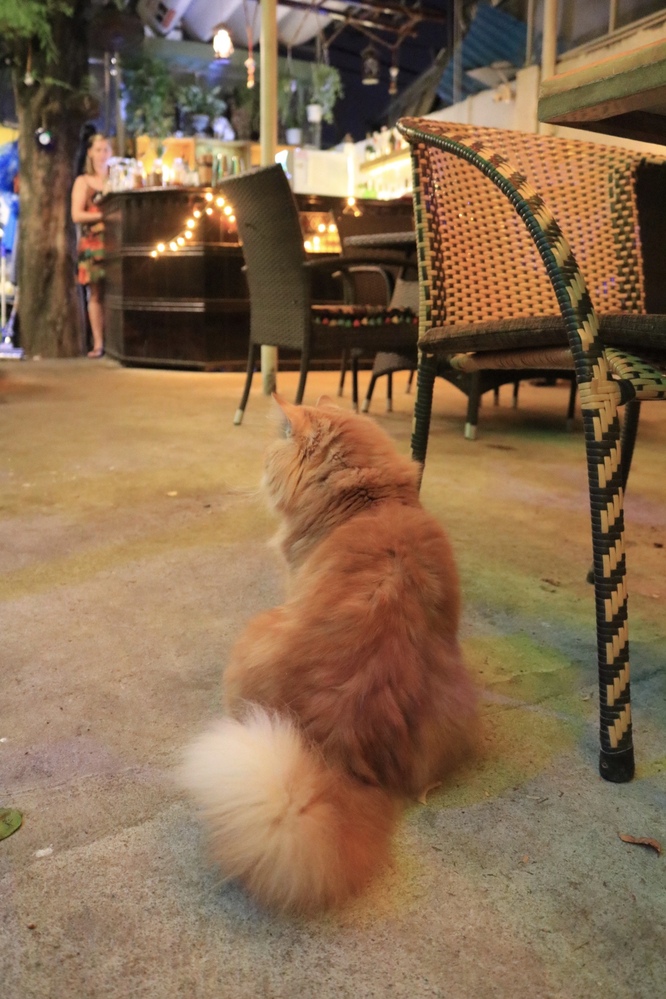 ４匹の猫も看板娘