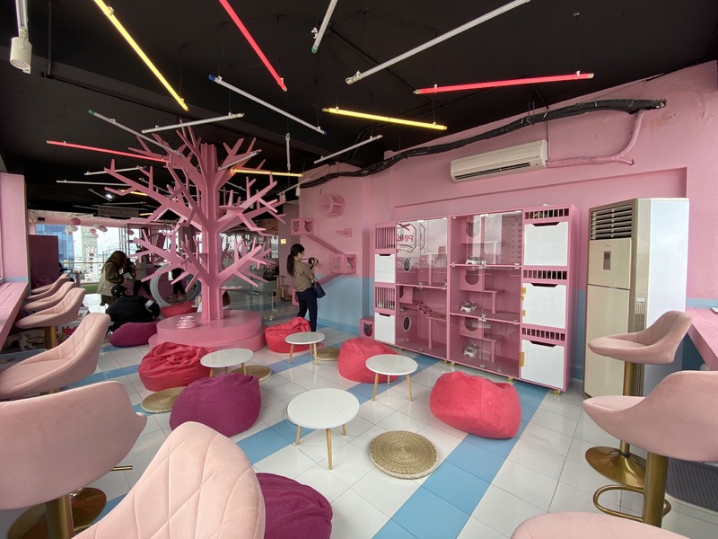 ピンクの大聖堂前のピンクの猫カフェ「SEN VÀ BOSS CAFE」で癒されよう！