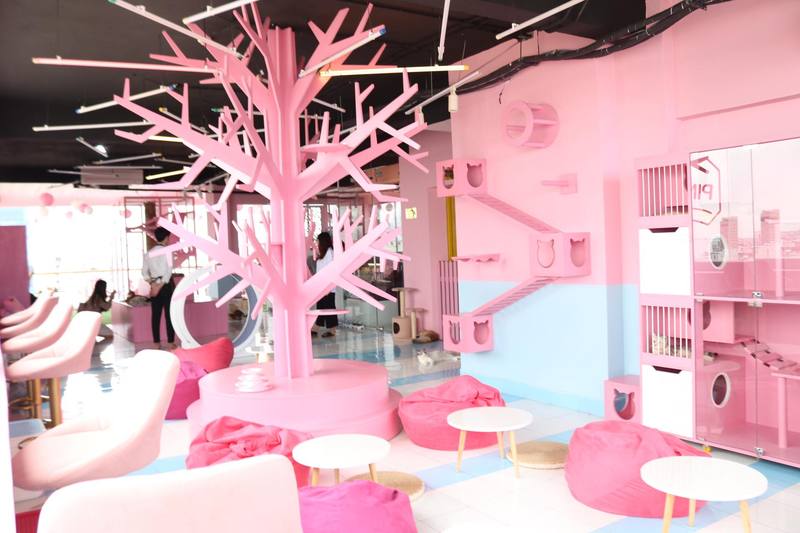 猫好きにはたまらない癒しの空間がダナンにも！