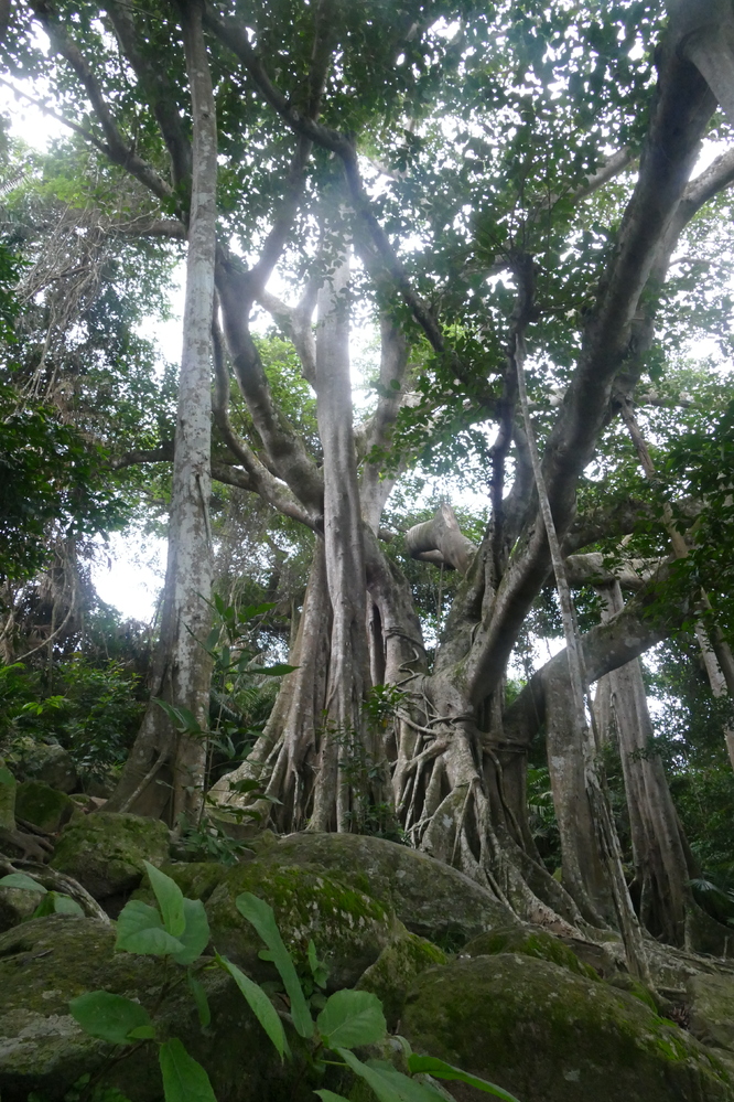 ガジュマルの木