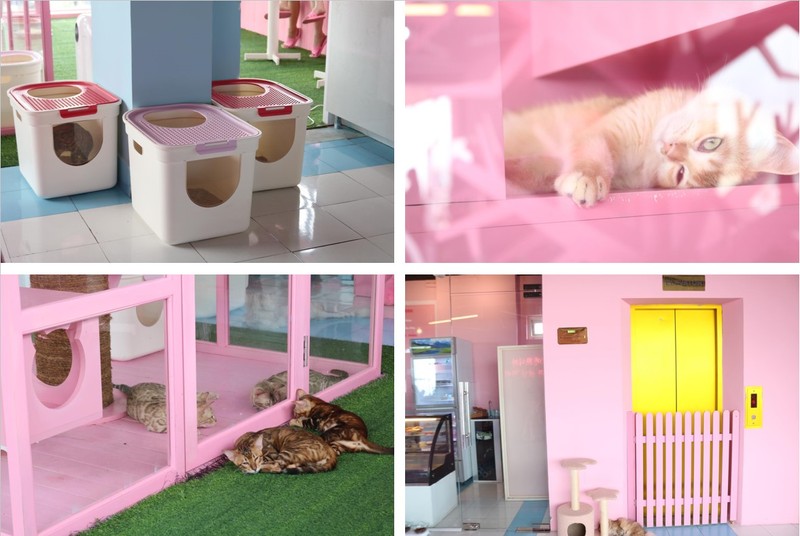 カワイイだけじゃない！猫のことを考えたやさしい空間