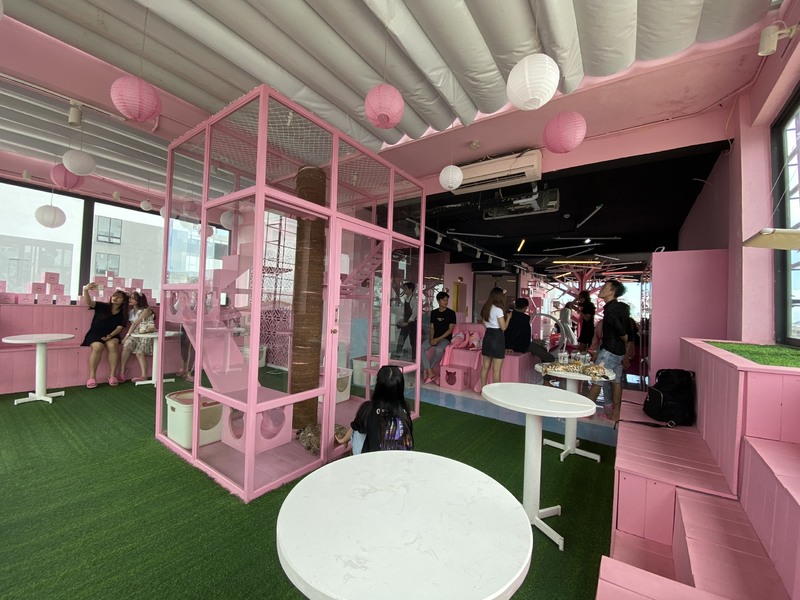 早速時間無制限で猫と戯れよう