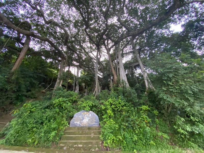 ガジュマルの木