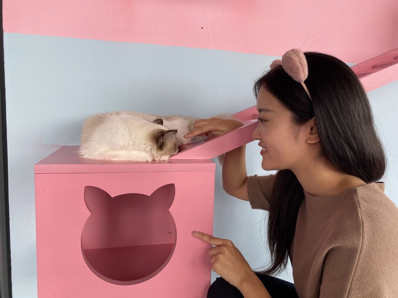 ありのままの猫たちの姿に癒されて