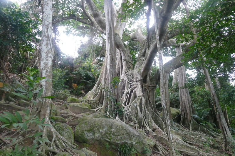 ガジュマルの木