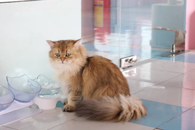 ありのままの猫たちの姿に癒されて