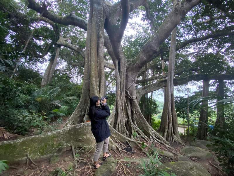 ガジュマルの木