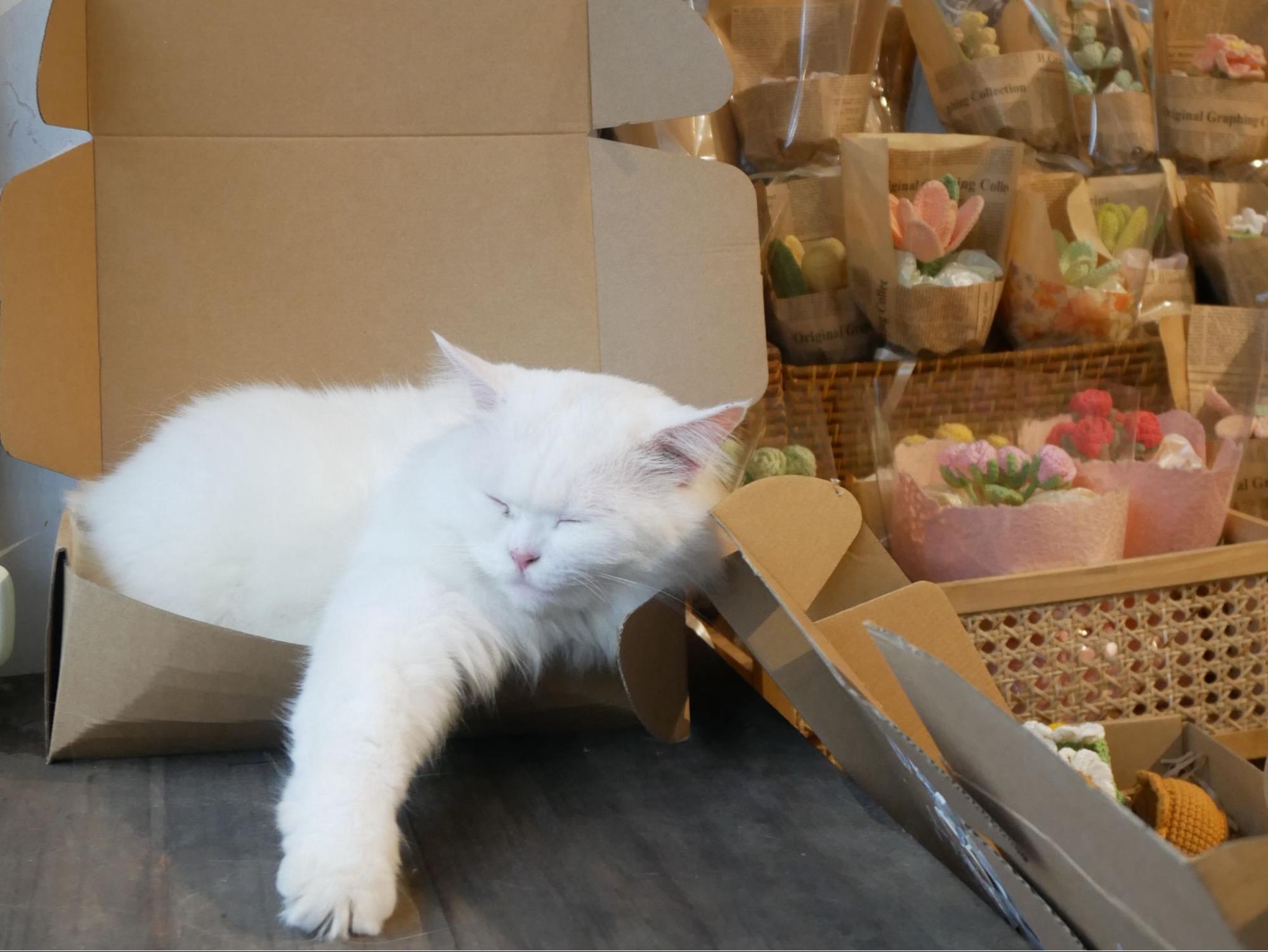 お店の看板ネコ。<br>気持ちよさそうに眠ってました～<br>