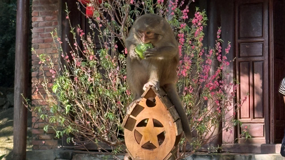 おさるさんもたくさんいました。