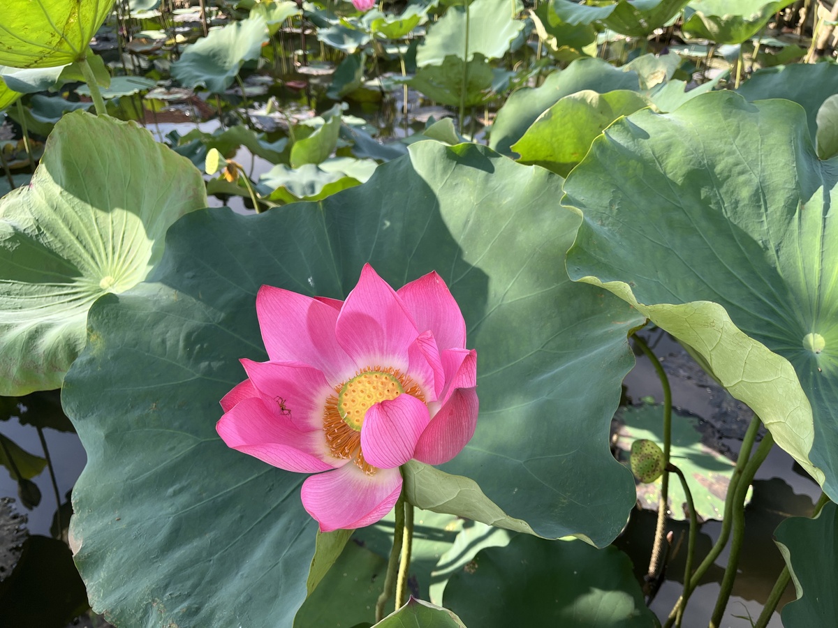 ６月〜7月が見ごろ！ダナンとホイアンで楽しむハスの絶景スポット