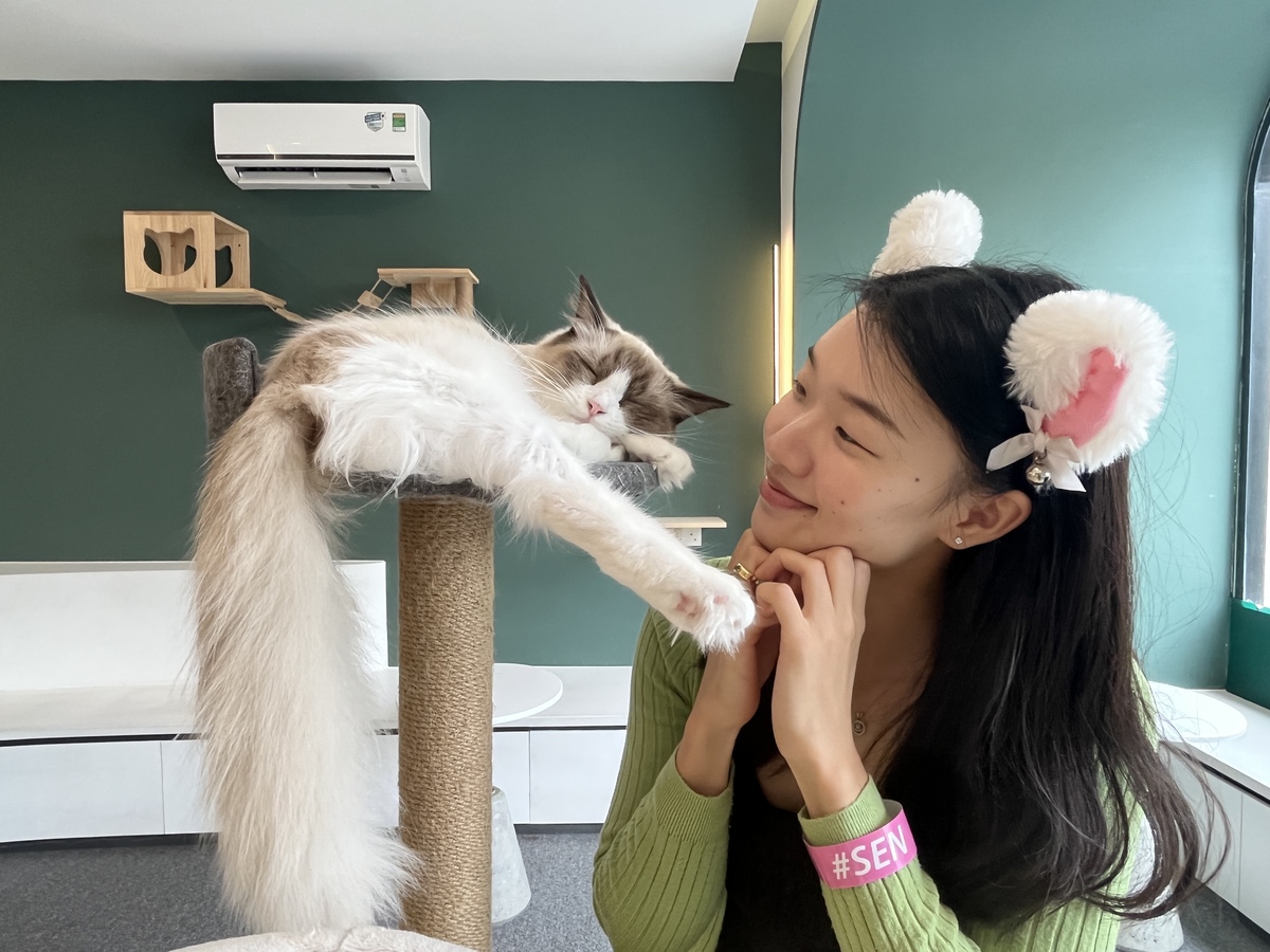 【閉店】ダナンの猫カフェSen va Boss Cafeで癒しの時間♪