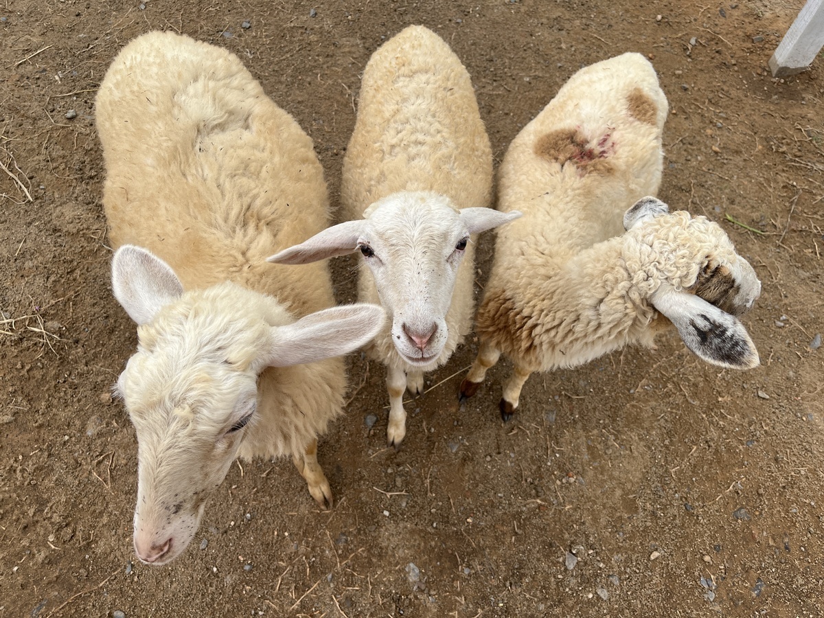 【閉店】動物と触れ合えるダナン湾沿いのカフェ「MIRKO COFFEE & CHILL BEER (ミルコ コーヒー＆チルビアー)」でプチ旅行を楽しもう