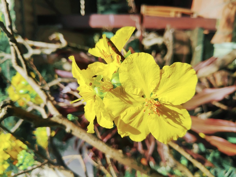 【2020年最新版】ベトナム・ダナンの旧正月(テト)の様子とイベント情報