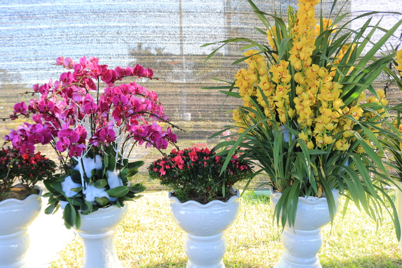 【花で溢れる旧正月】テト休暇前に町に出現する花市場inダナン