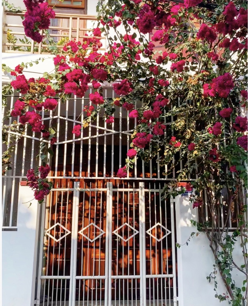 写真で見るベトナム・ダナンの街中に溢れる南国の花たち