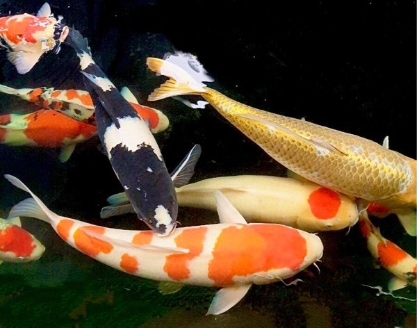 ベトナム中部で錦鯉を販売するベトナム人を直撃・日本の鯉が人気上昇中⁉