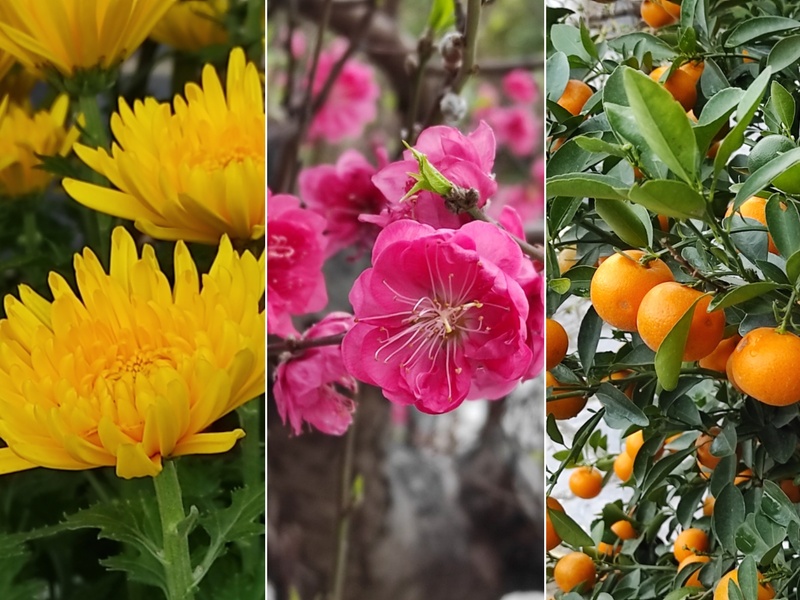 テトで見かける代表な３つの草花に込められた願い