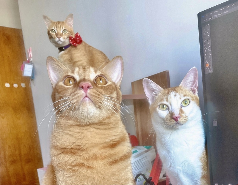 ベトナムで猫を飼うときに知っておくべきこと＆便利グッズ紹介