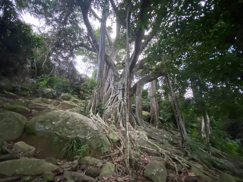 樹齢約800年！ダナン最古のガジュマルの木があるSon Tra半島へ訪れよう