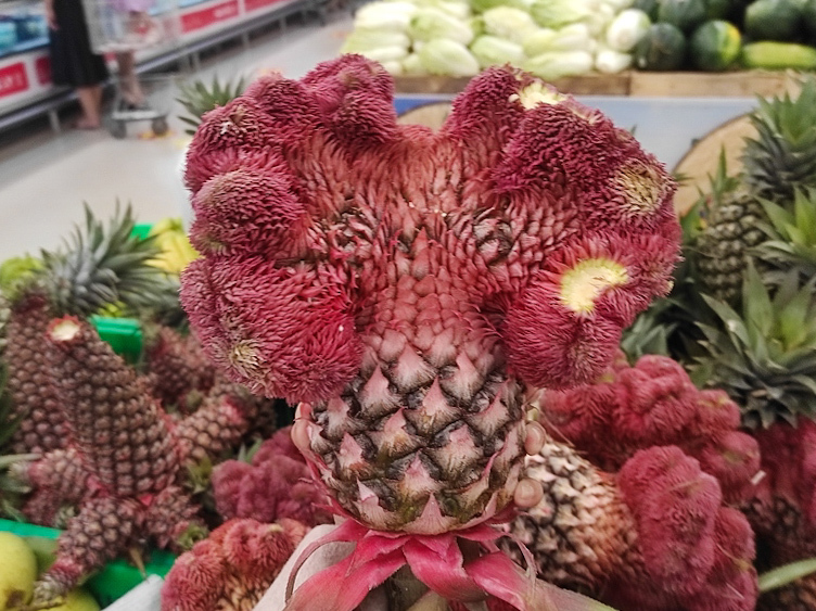 テトに幸福を呼ぶパイナップル!?不思議な形のベトナムの果物